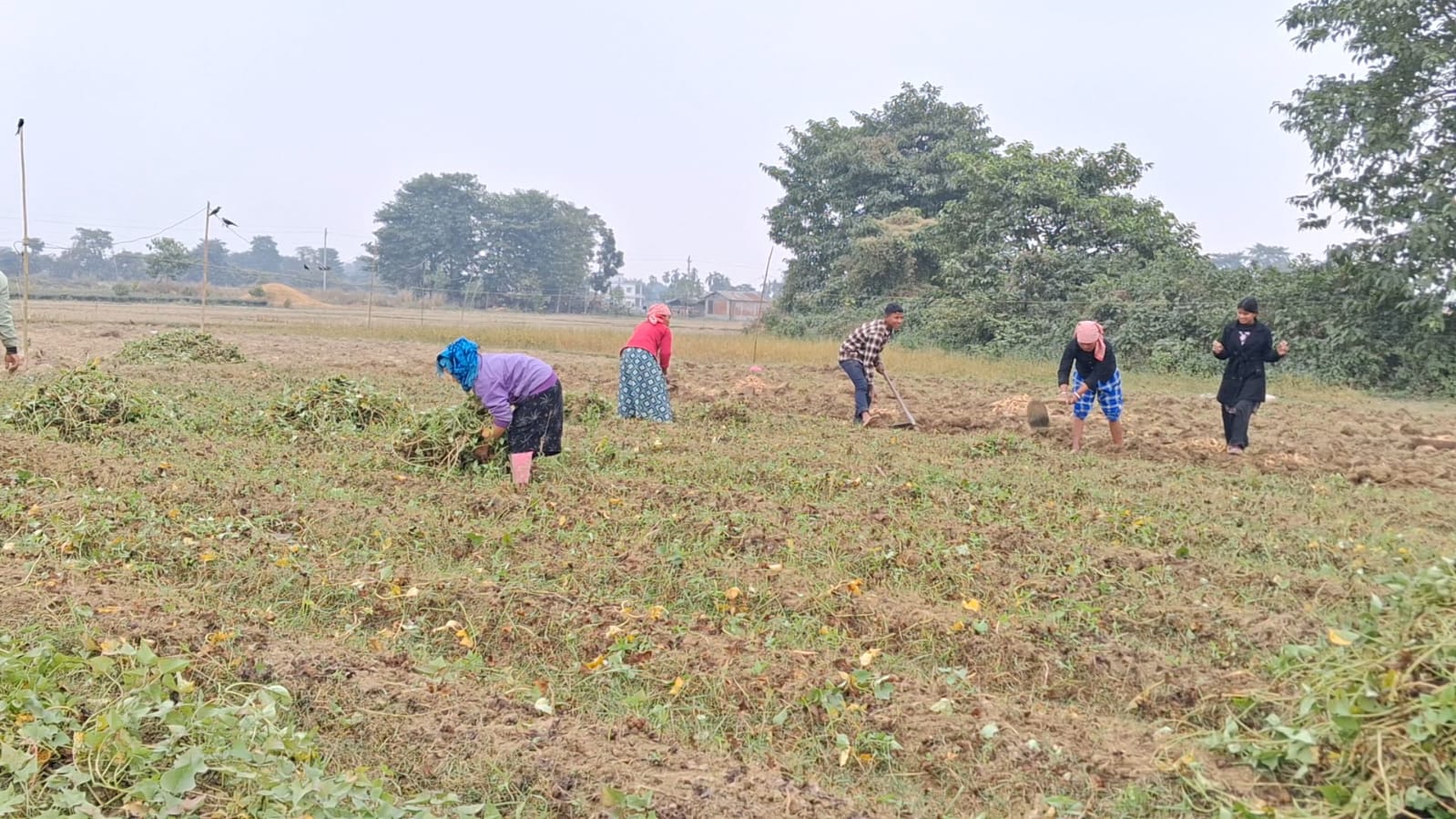 Sakharkhanda Farming in Jhapa